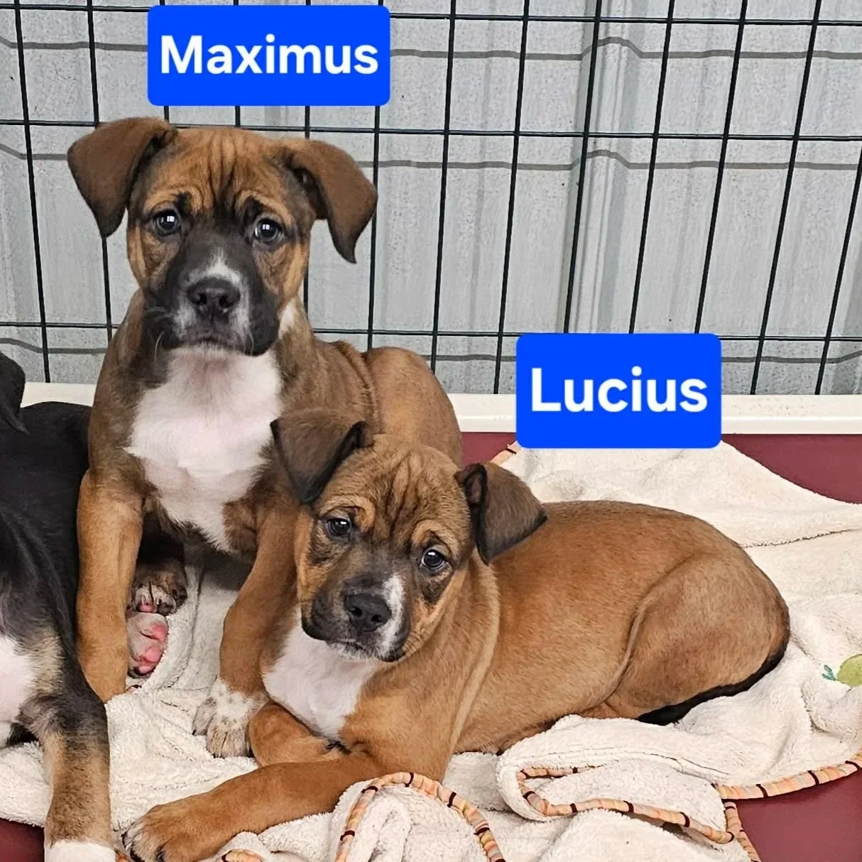 Maximus_Spartacus_Lucius.jpg