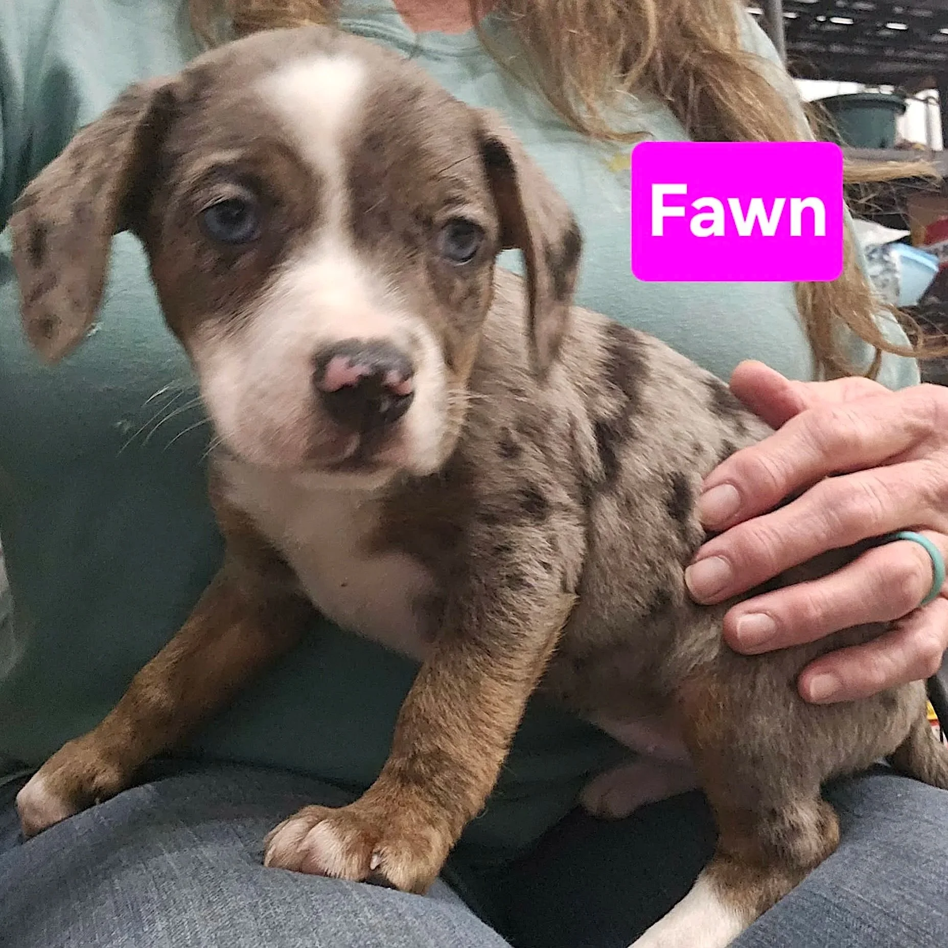 Fawn - Speck's Pups - Adopted