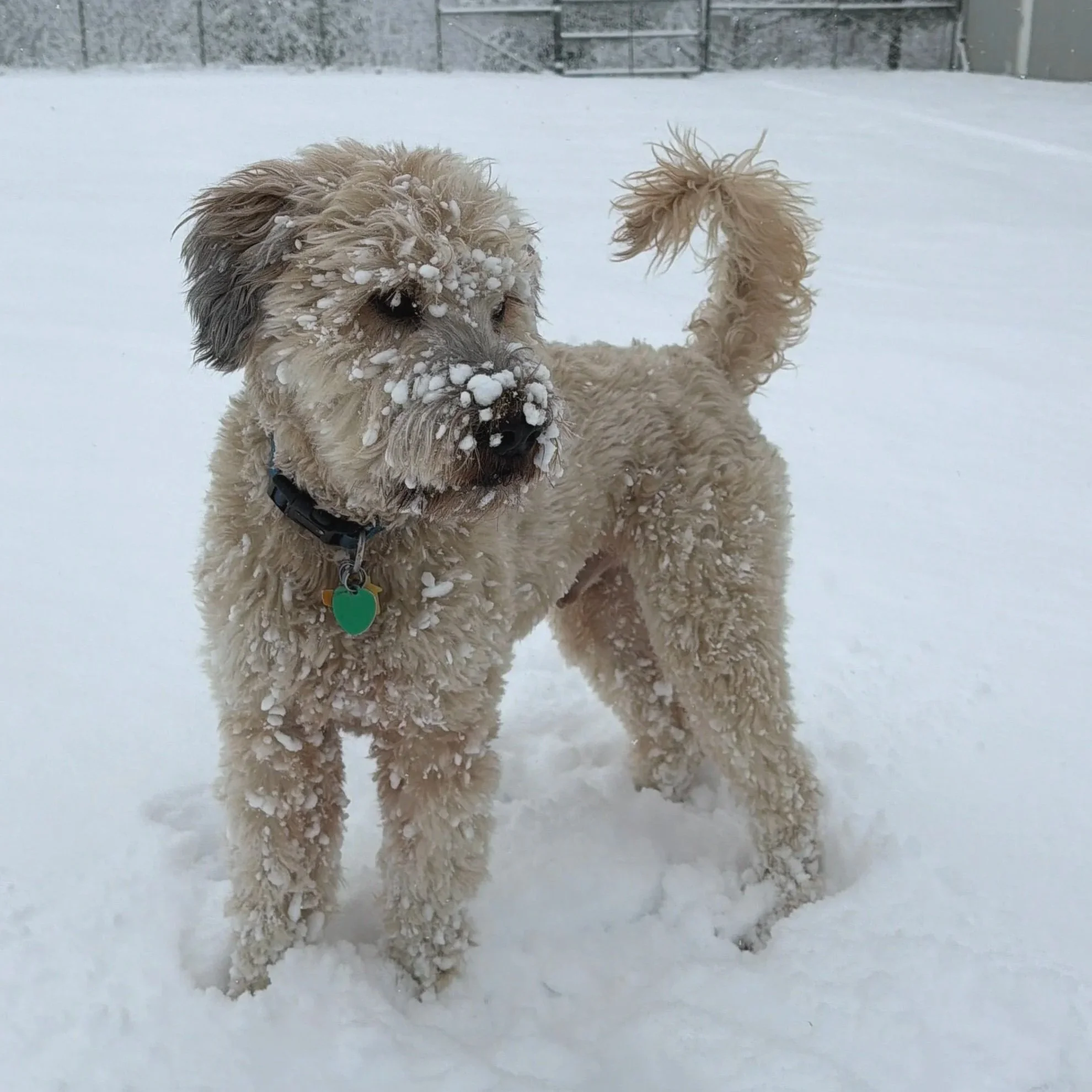 Thor - Available to Meet in Vermont
