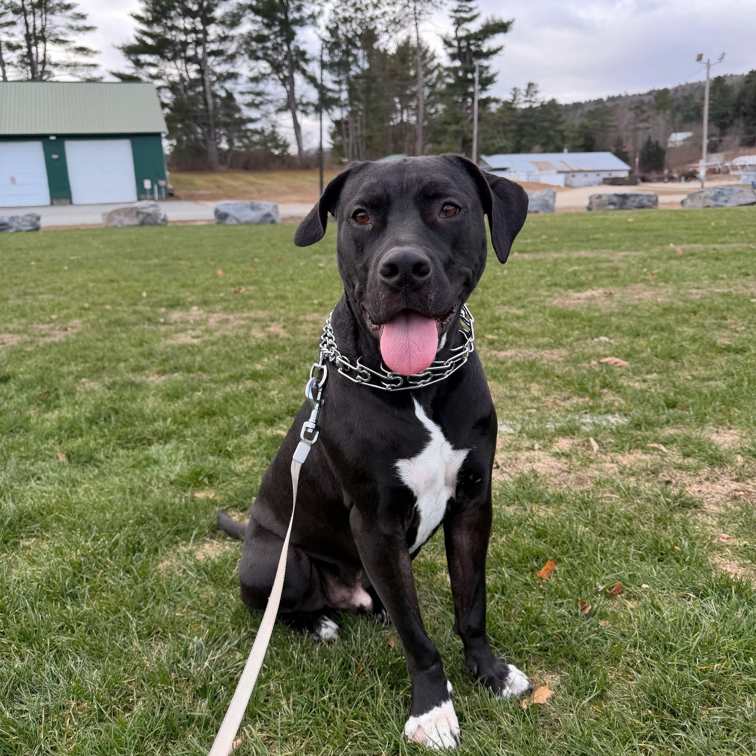 Arlo - Available to Meet in Vermont
