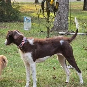 Bindi1.jpg