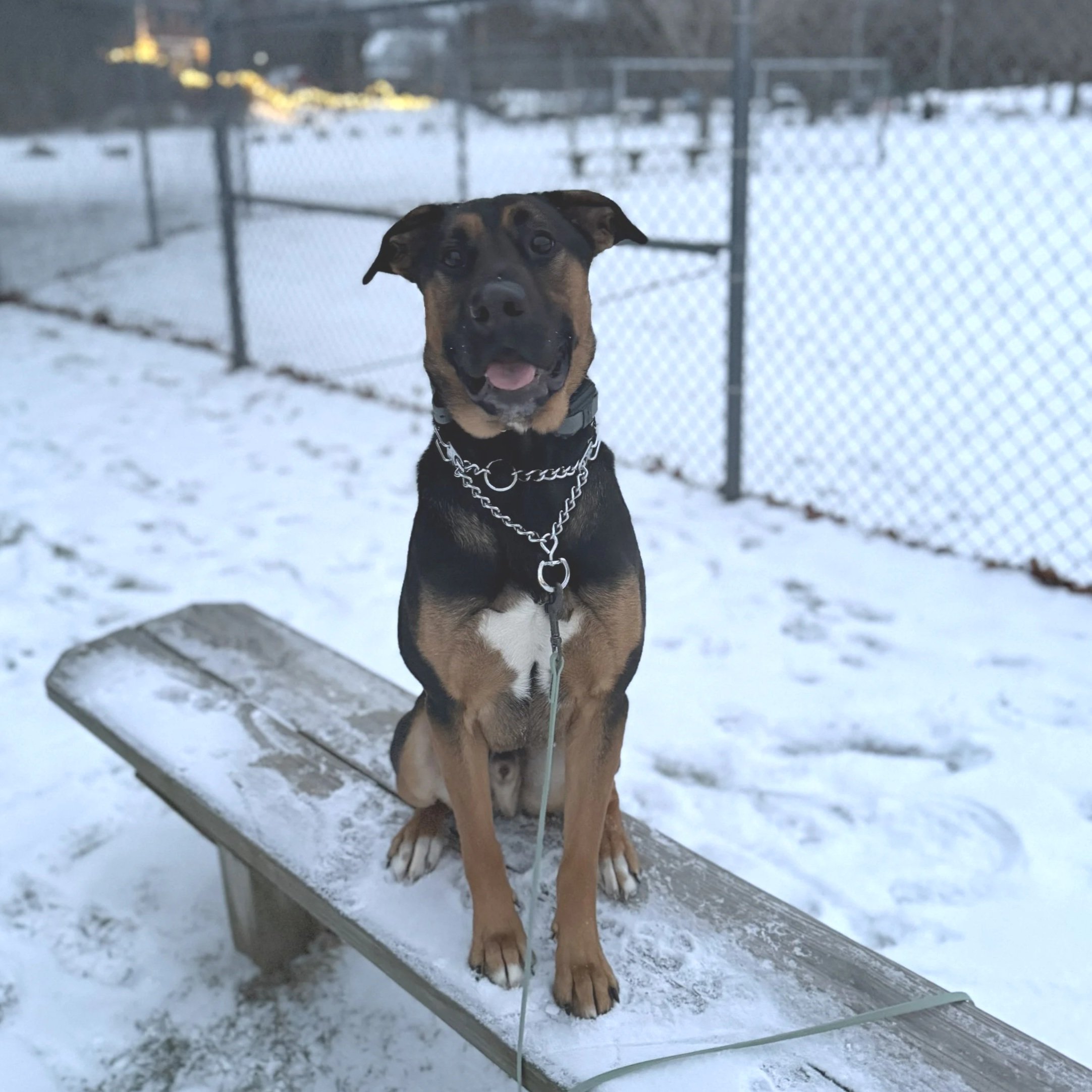 Remington - Available to Meet in Vermont