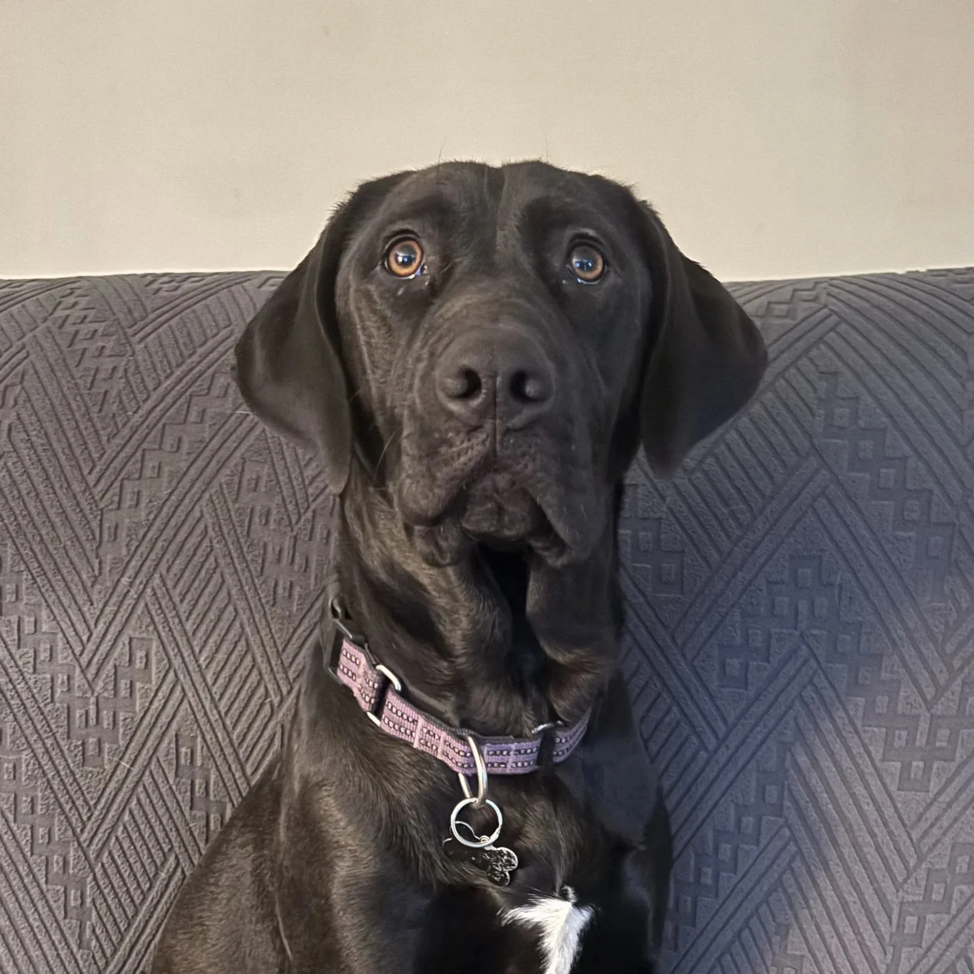 Belle - Available to Meet in Vermont