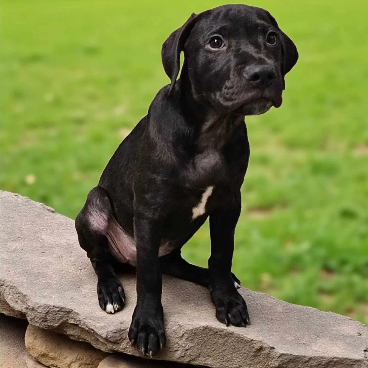 Brownie2.jpg