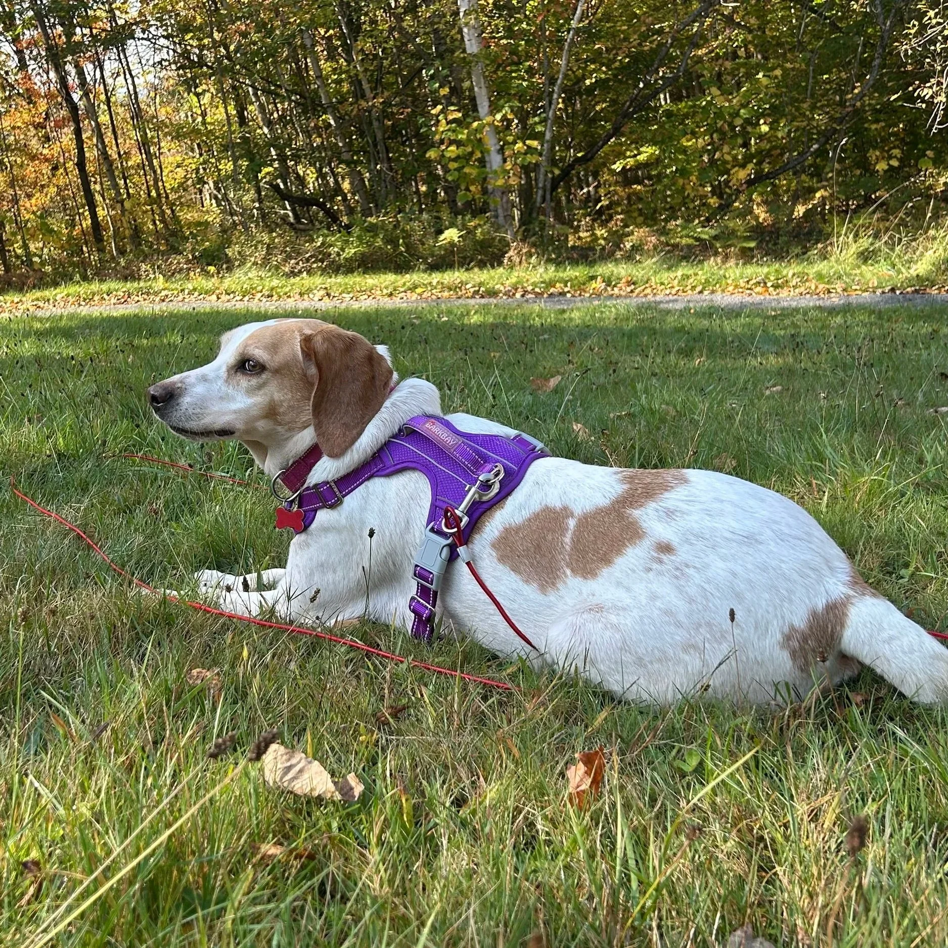 Maybelle2.jpg