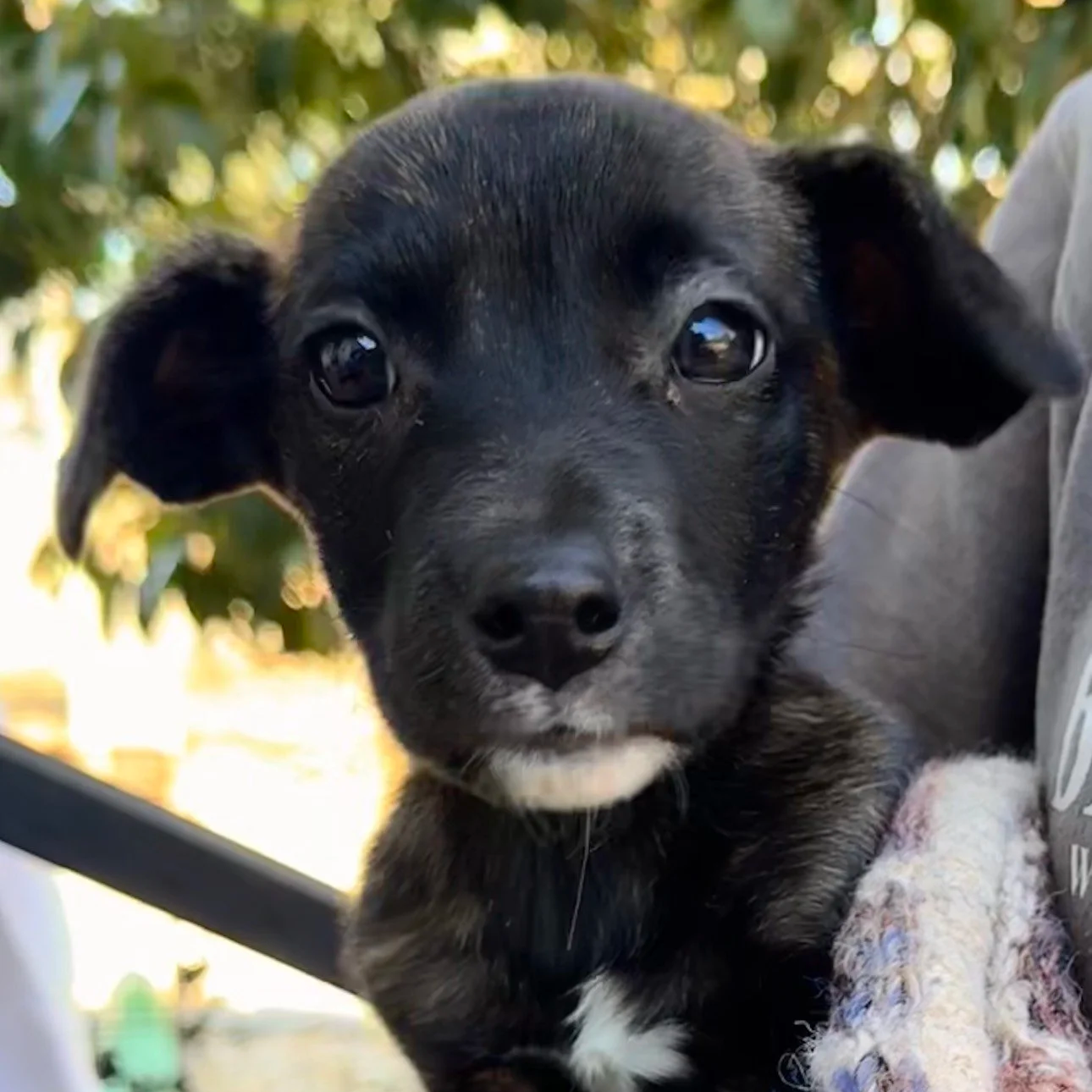 Paisley Rae - Adopted