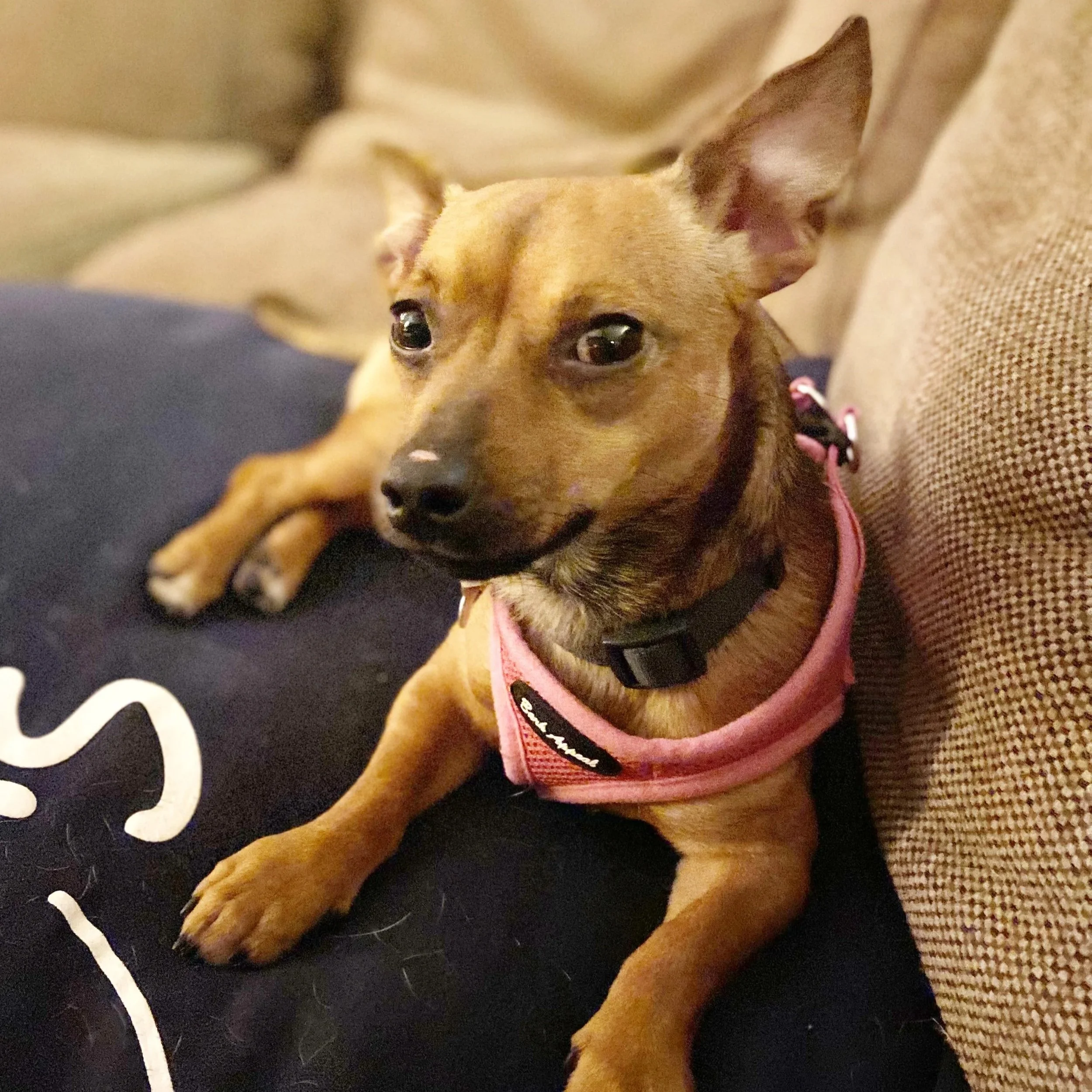 Raoul - Available to Meet in Vermont