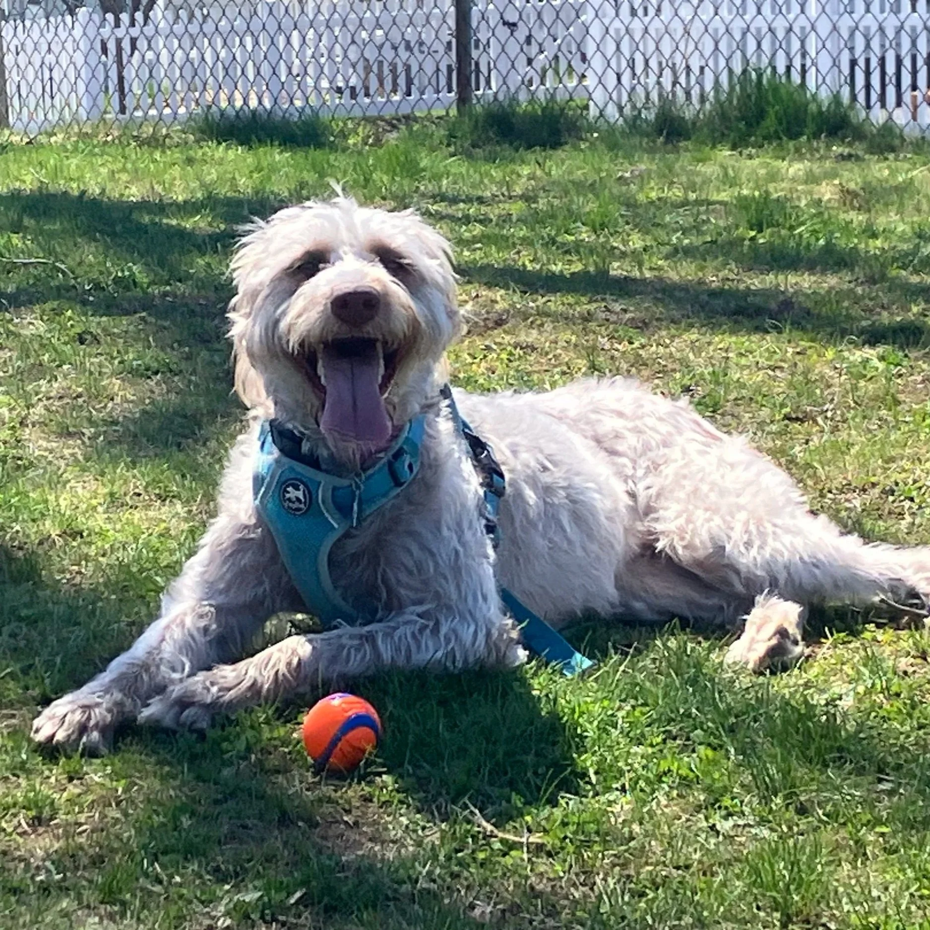 Jolie - Available to Meet in Vermont