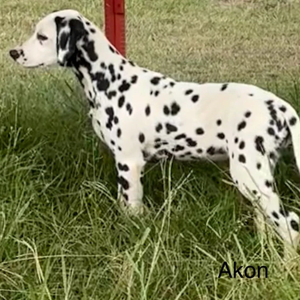 Akon1.png