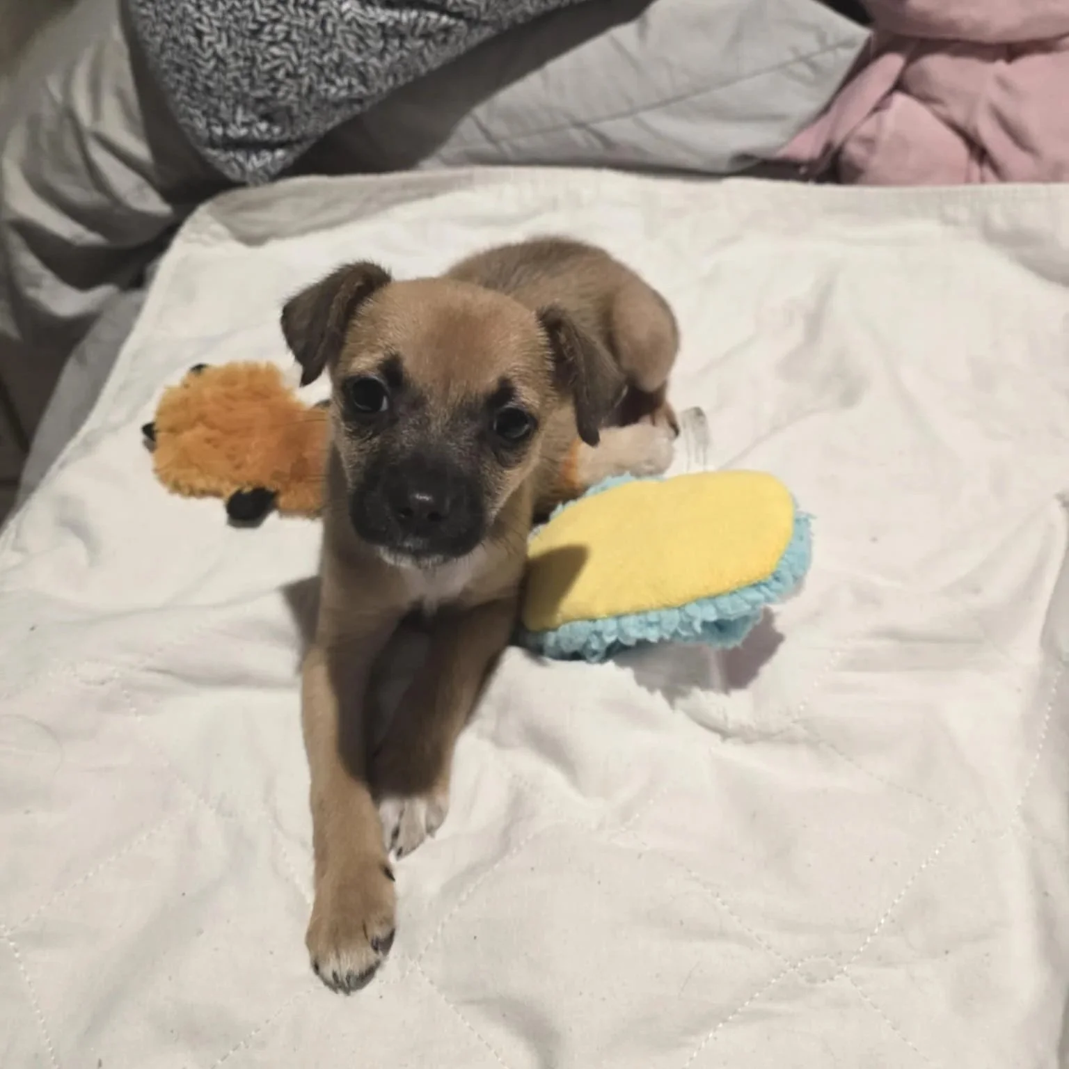 Nellie9.jpg