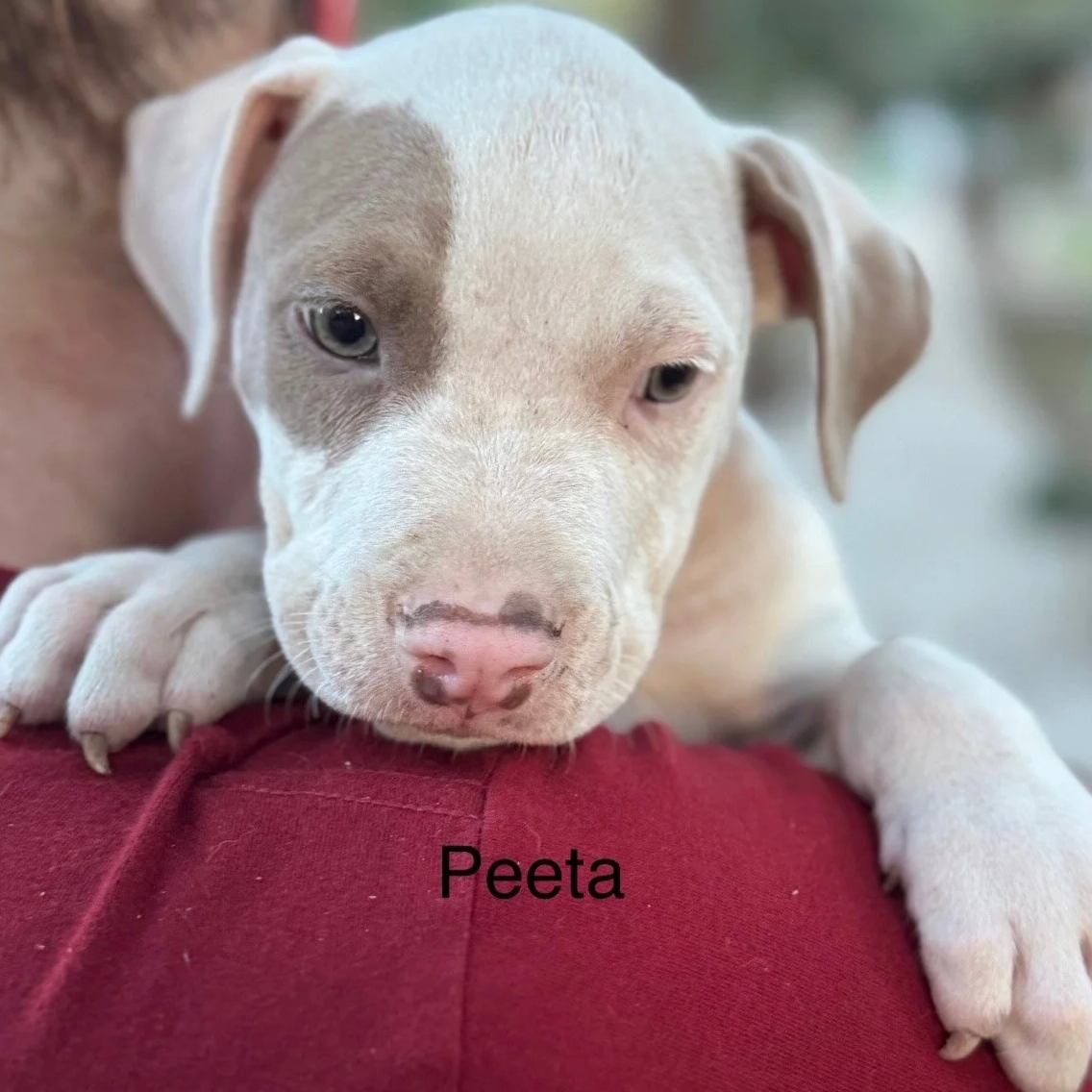 Peeta1.png