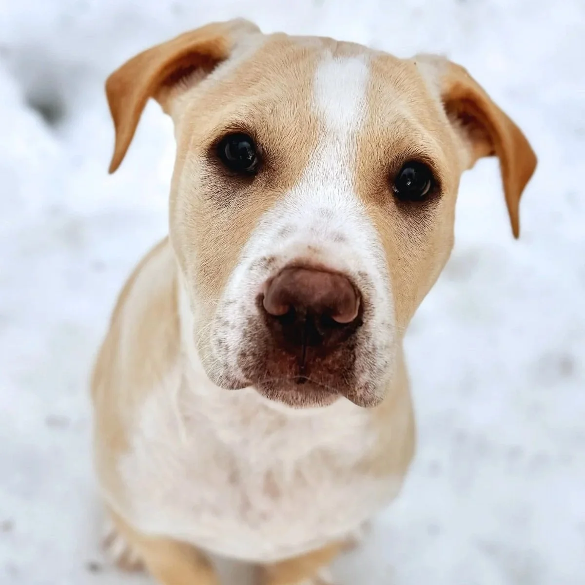 Columbo - The Highway Pups - Available to Meet in Vermont