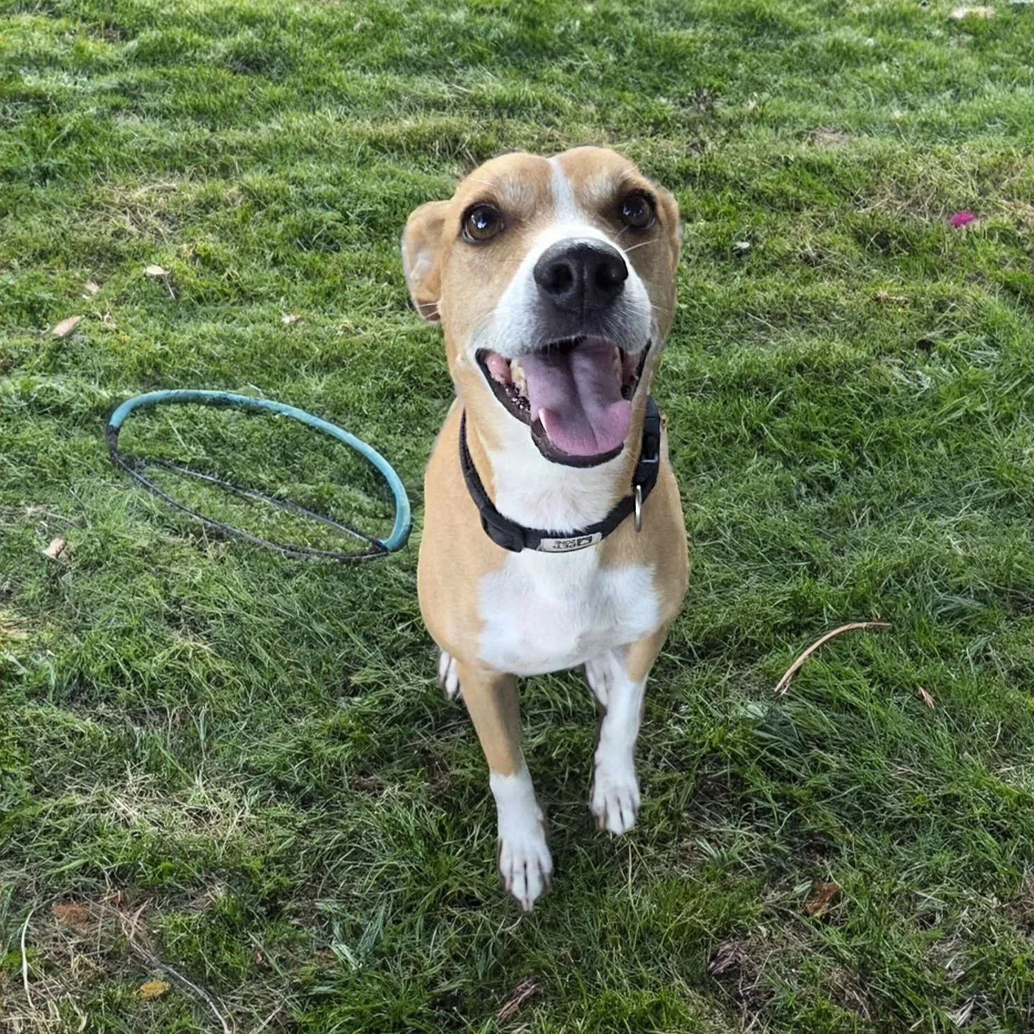 Zoomie1rev.jpg