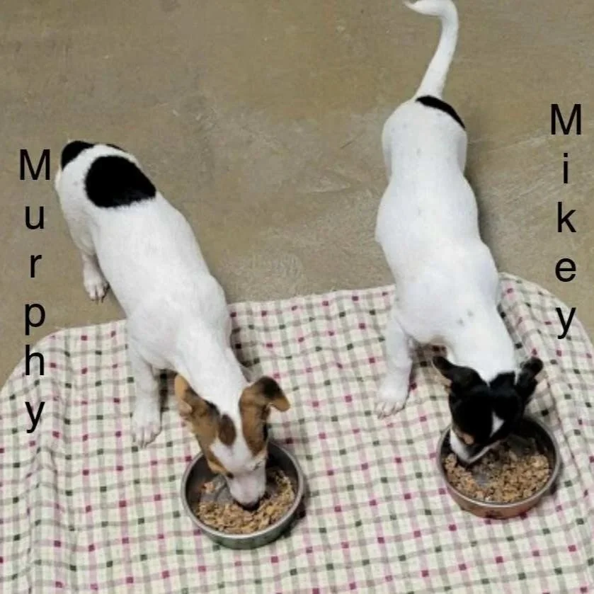 Minnie+Mickey.jpg