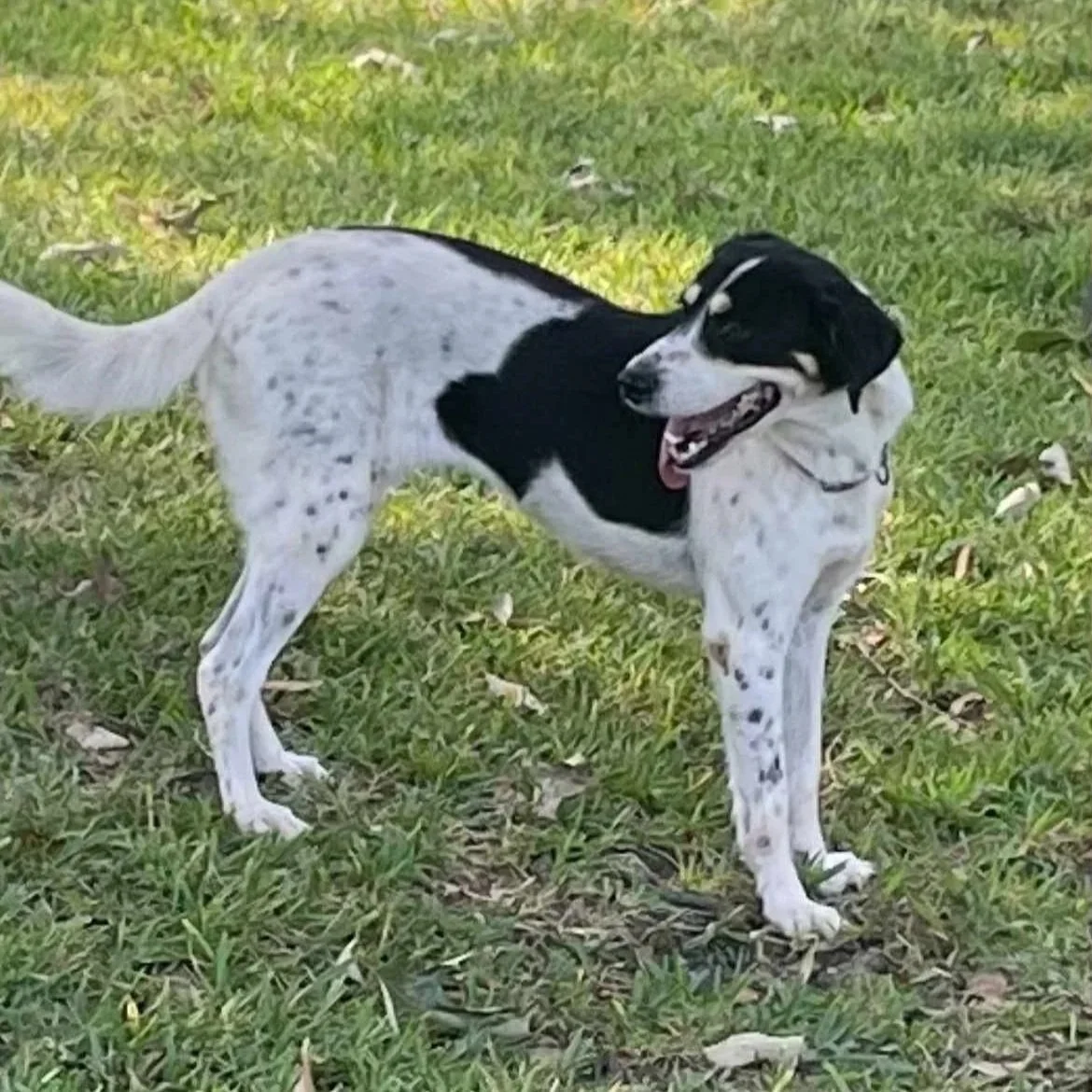 Brewsey4.jpg