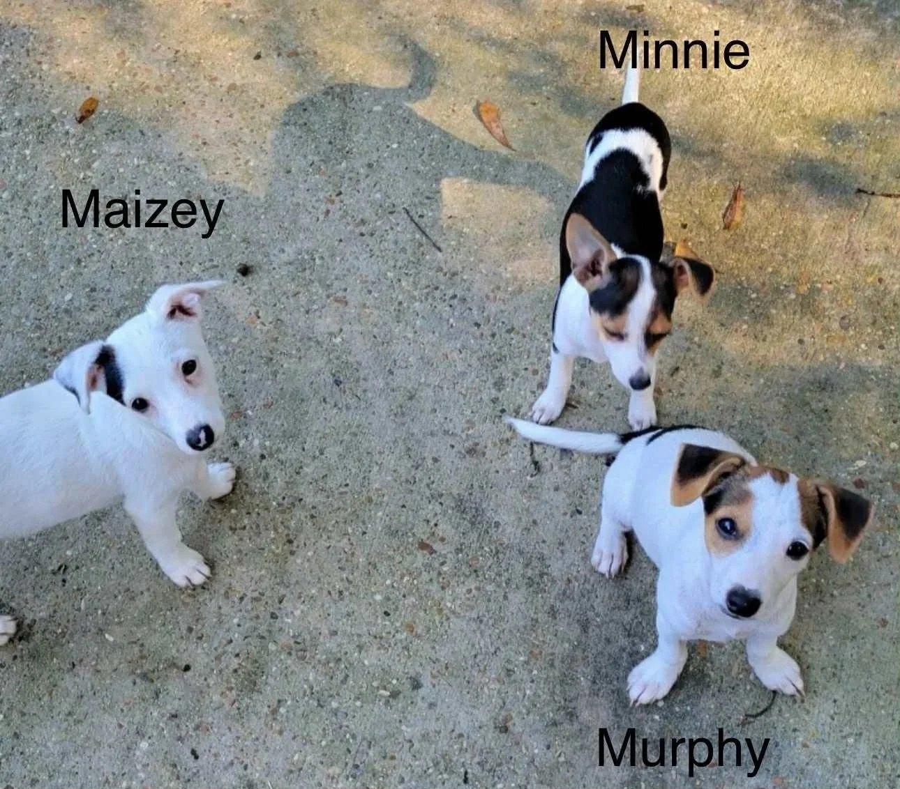 Minnie+Mazey+Murph.jpg