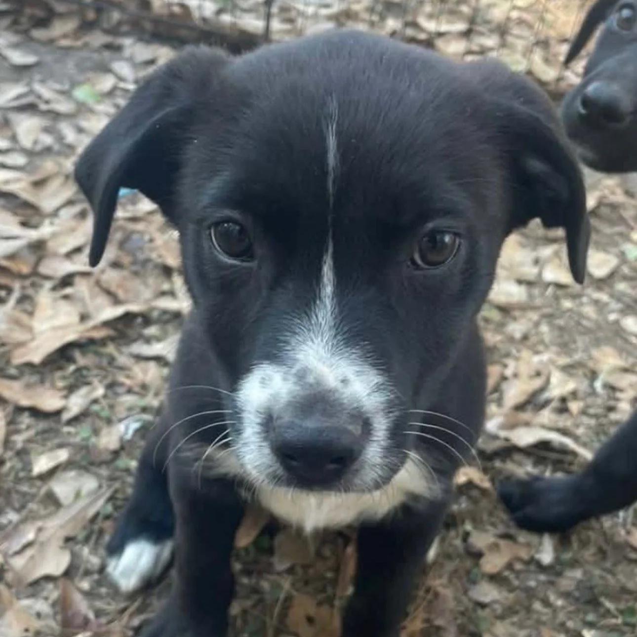 Jagger - The J Puppies