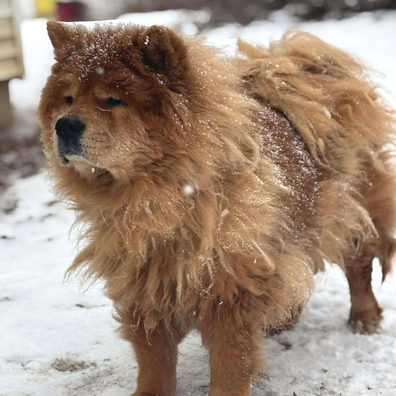 Oliver - Available to Meet in Vermont