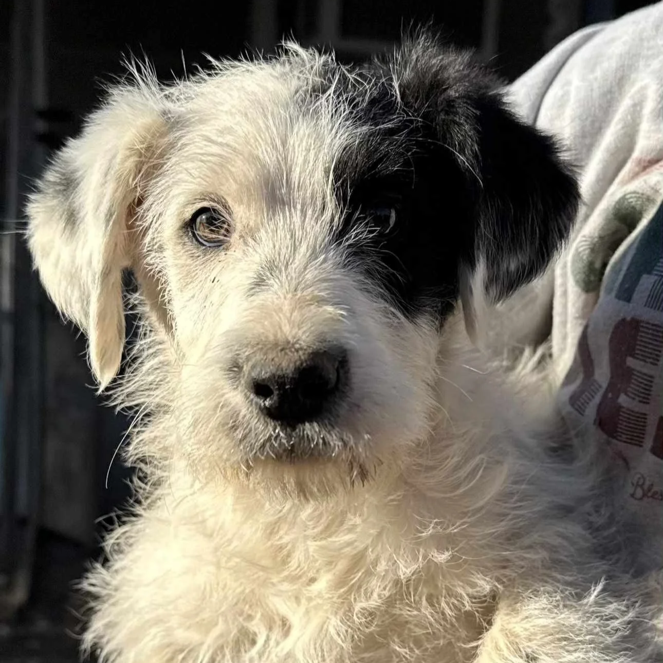 Patches - The Doodle Mix Sisters - Adopted