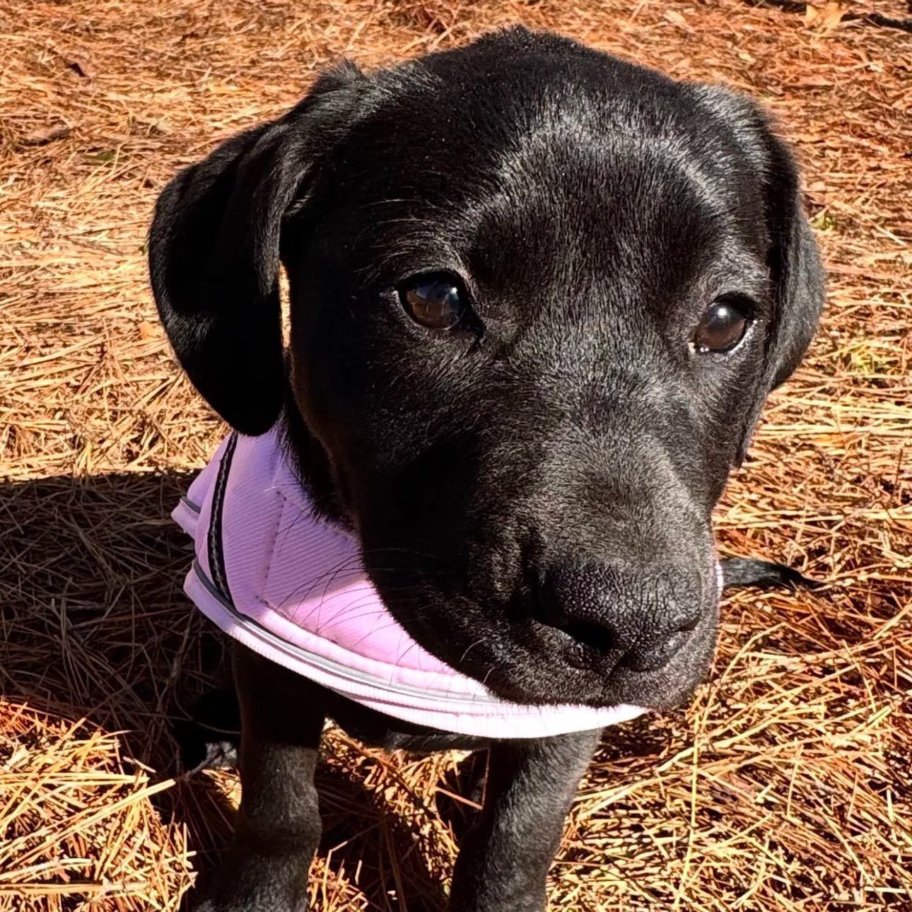 Mabel - The Lab Sisters