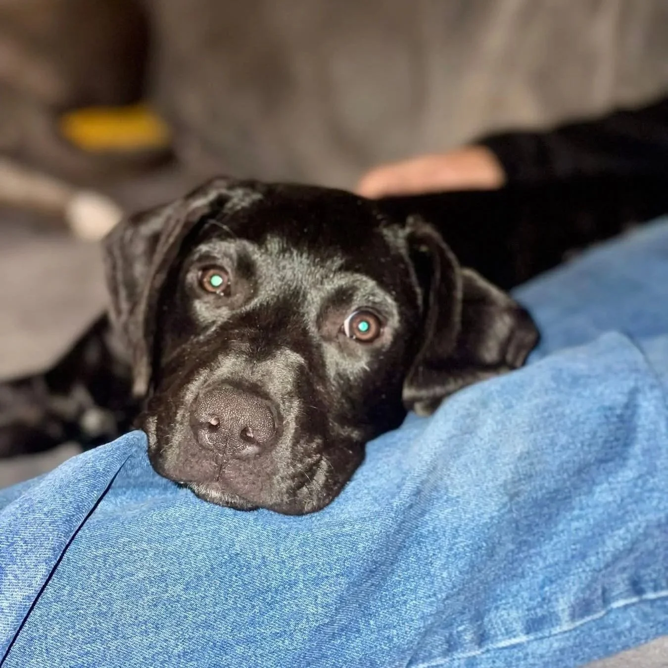 Reo - The Lucky Ones - Available to Meet in Vermont