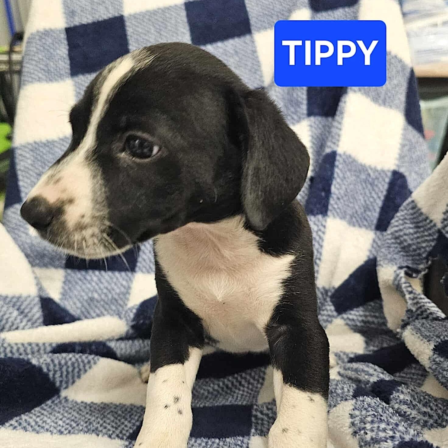 Tippy2.jpg