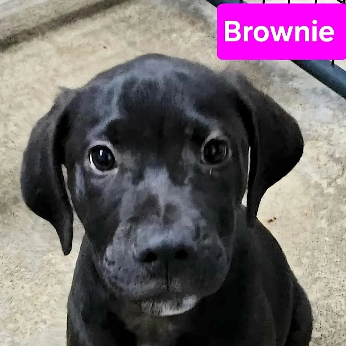 Brownie3.jpg