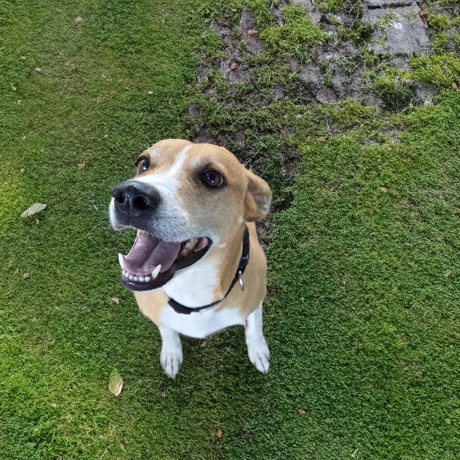 Zoomie3rev.jpg