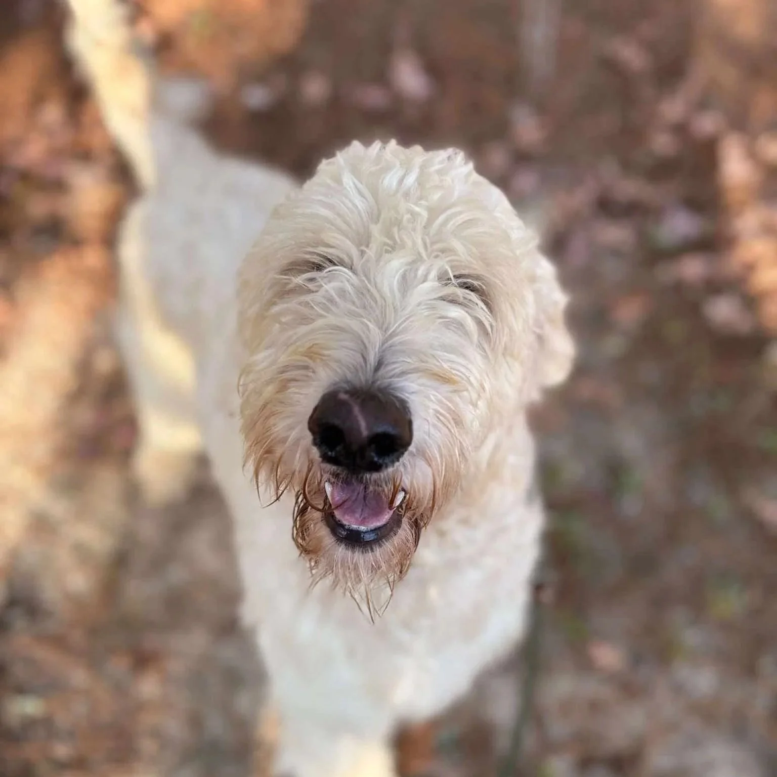 Buddy3.jpg