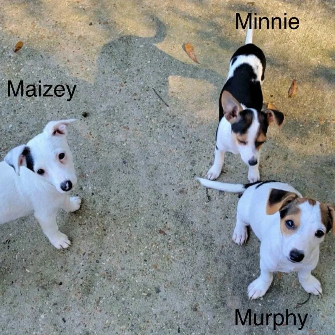 Minnie+Mazey+Murph.jpg
