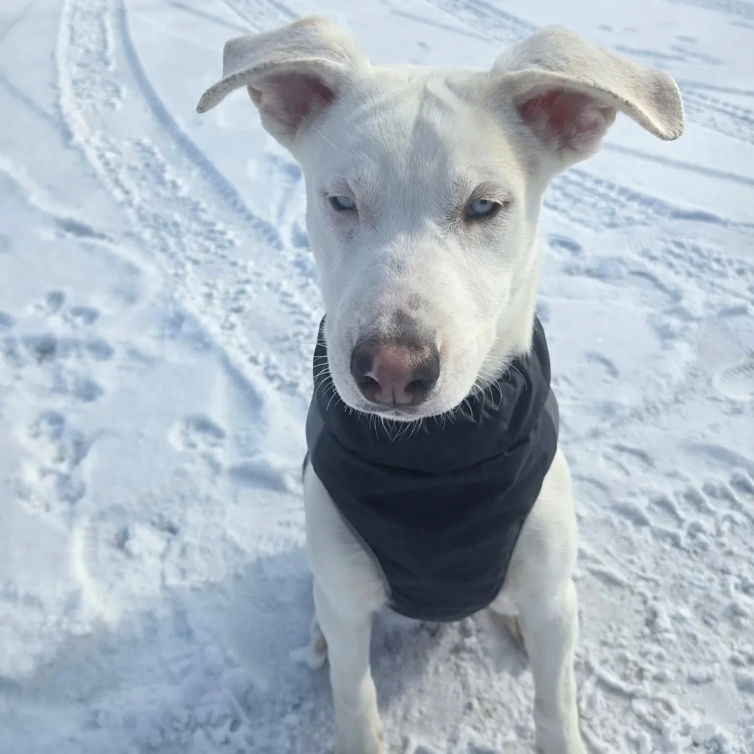 Pixie - Available to Meet in Vermont