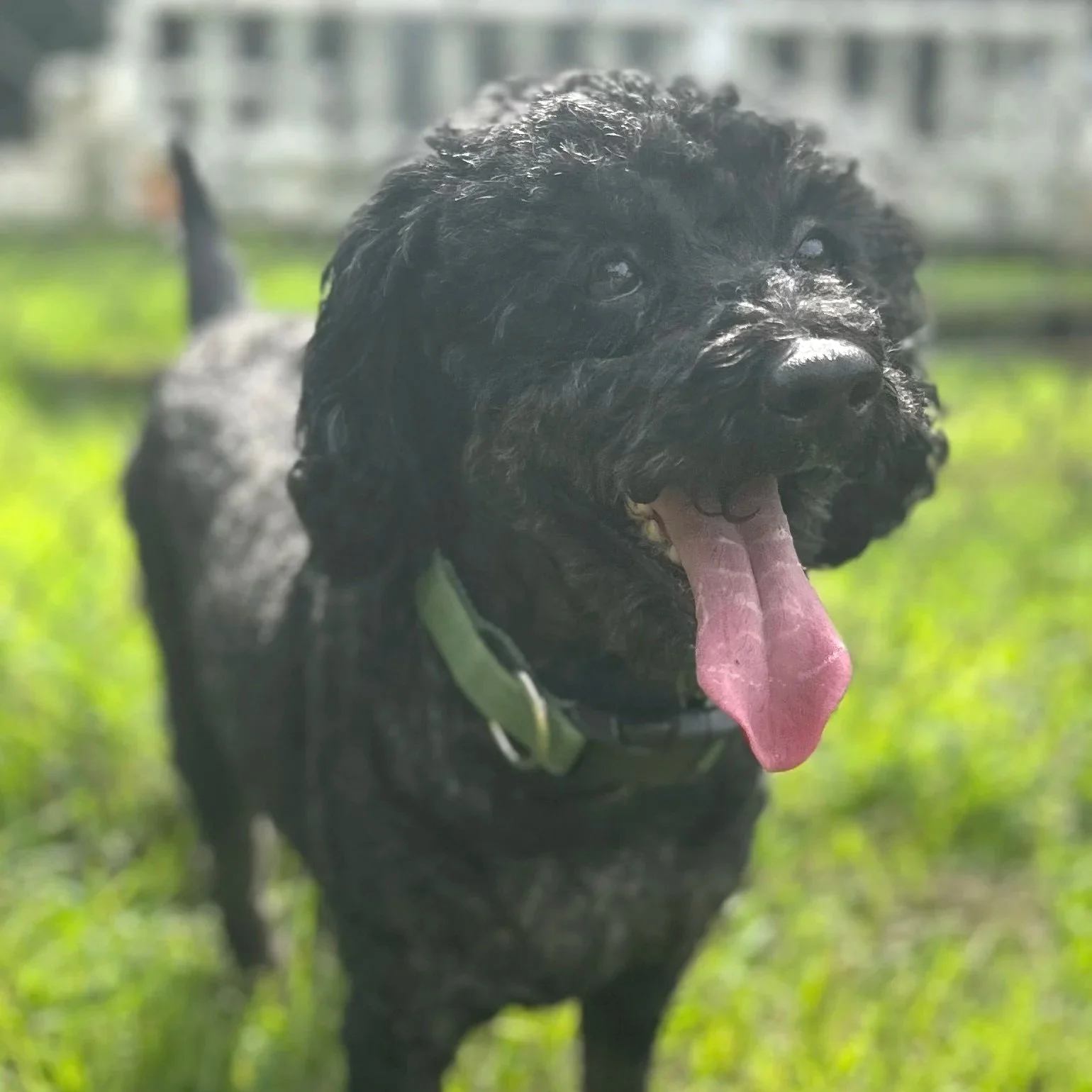 Bogie3.jpg