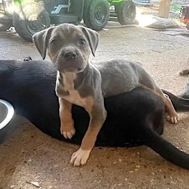 Delilah1.jpg