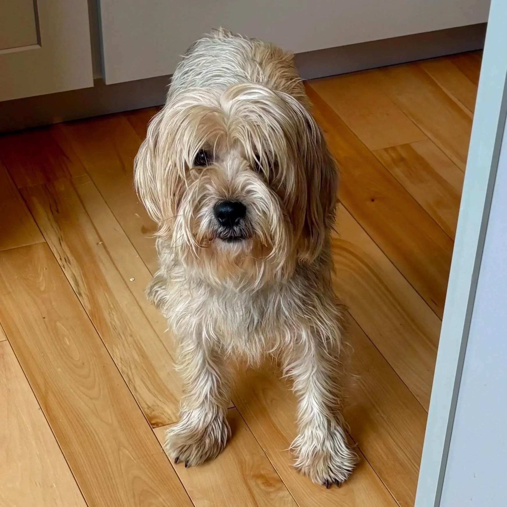 Cosmo - Available to Meet in Vermont