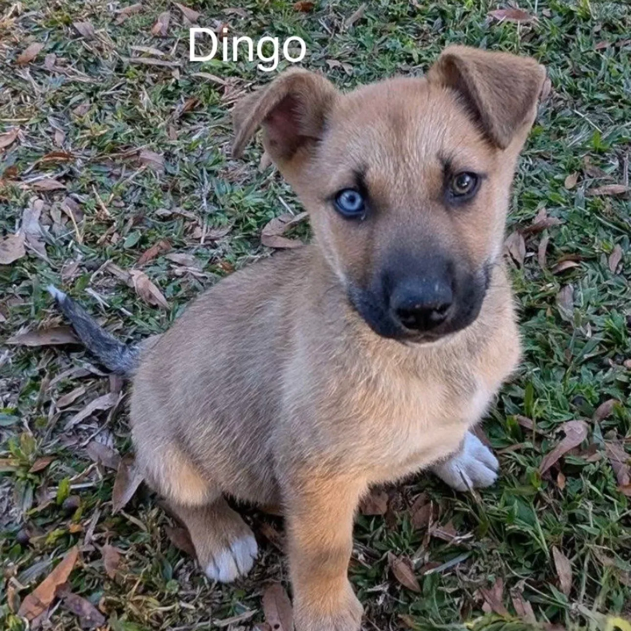 Dingo4.png
