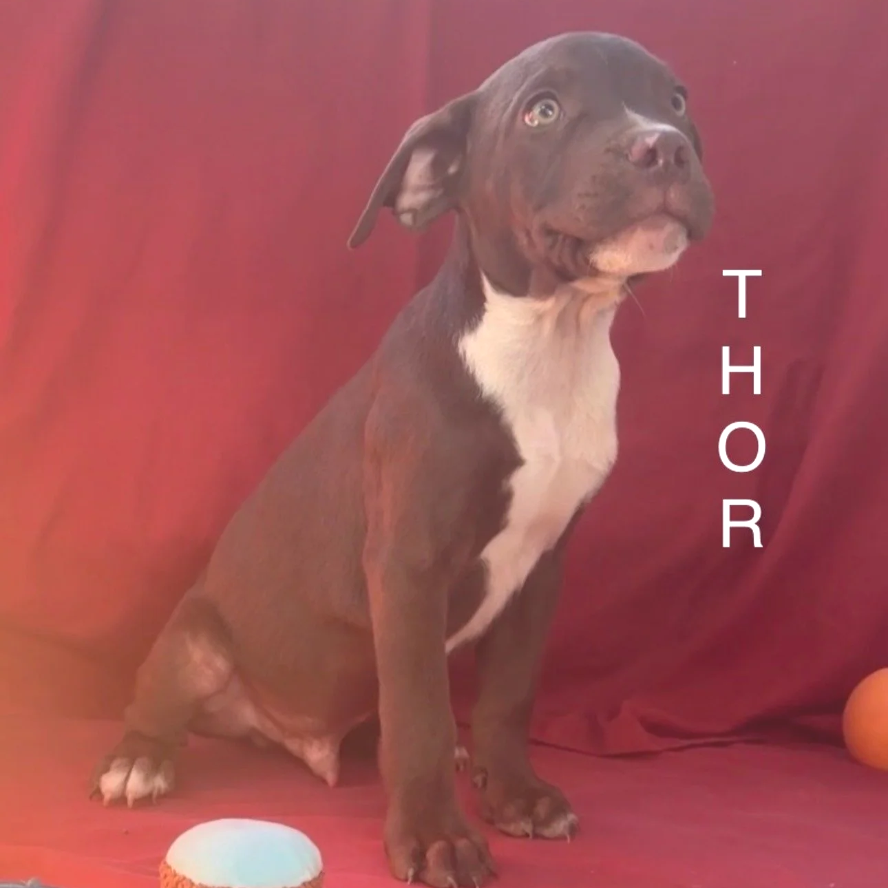 Thor1.png