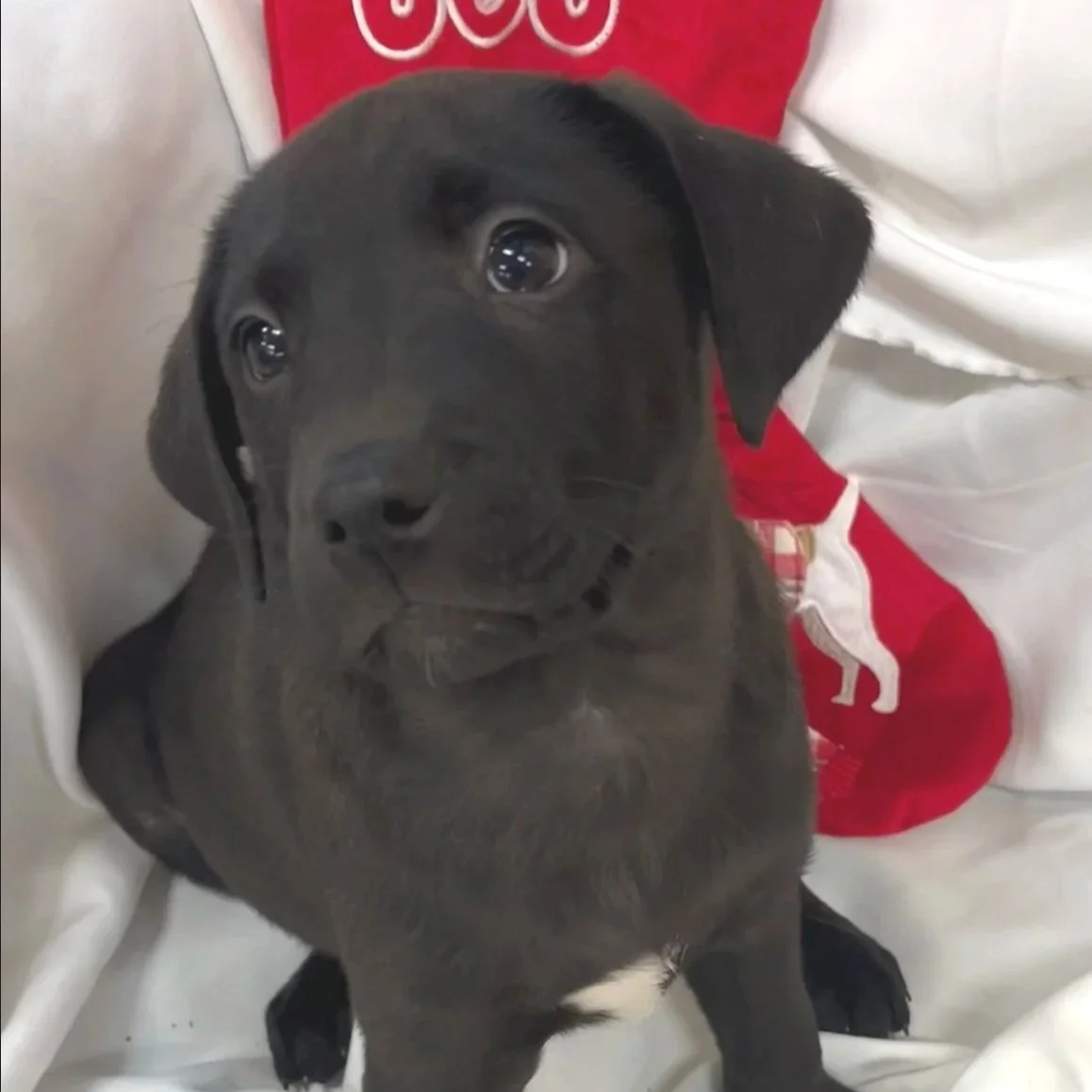 Jett - The Licorice Litter - Adopted