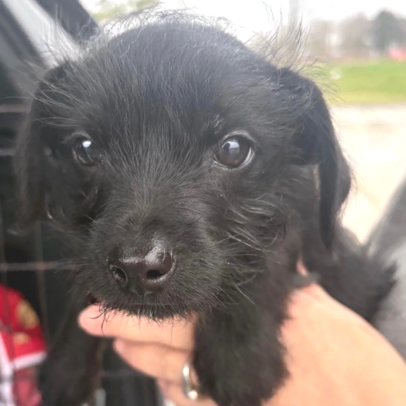 Hopper - The Stranger Things Boys - Adopted