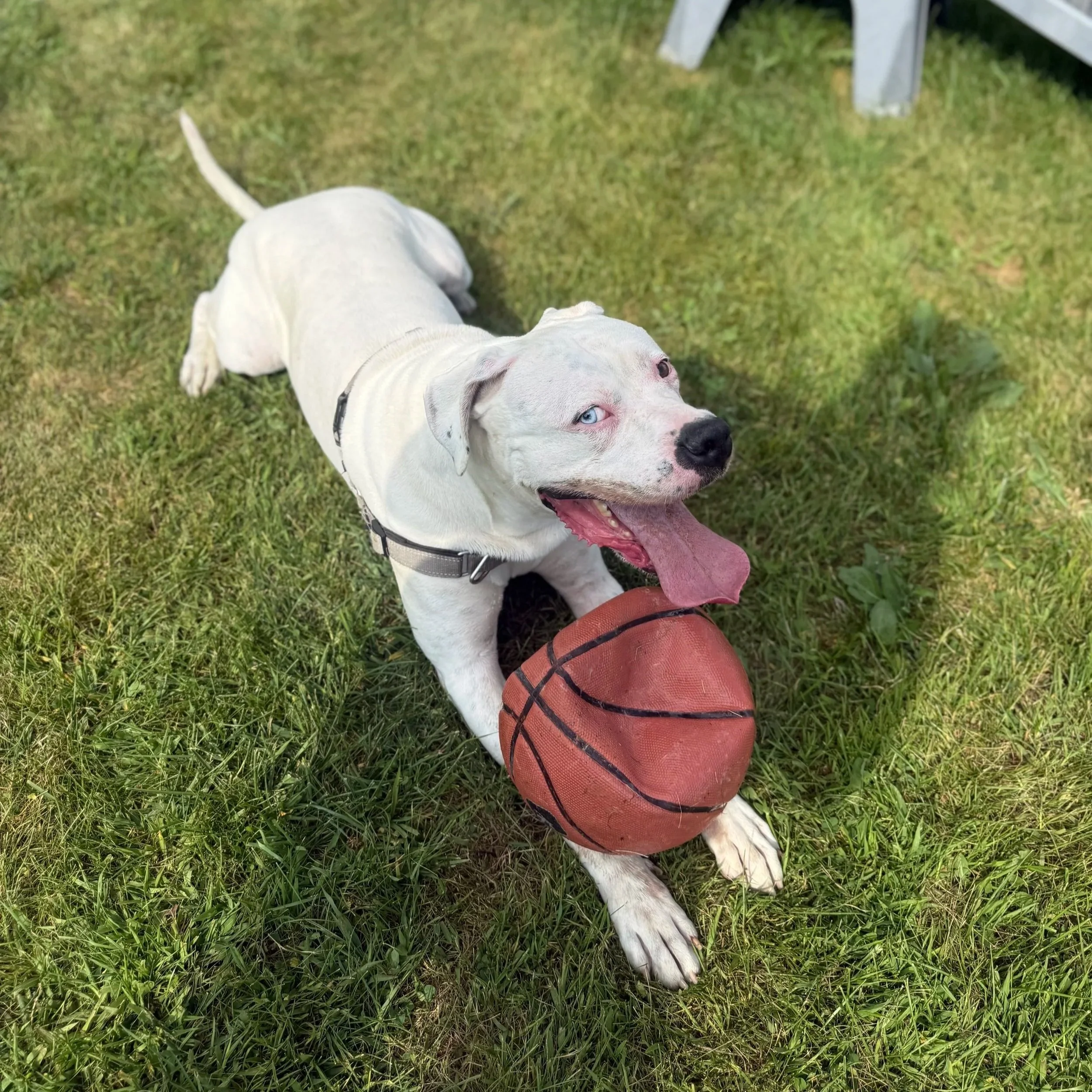Doggo2.jpg