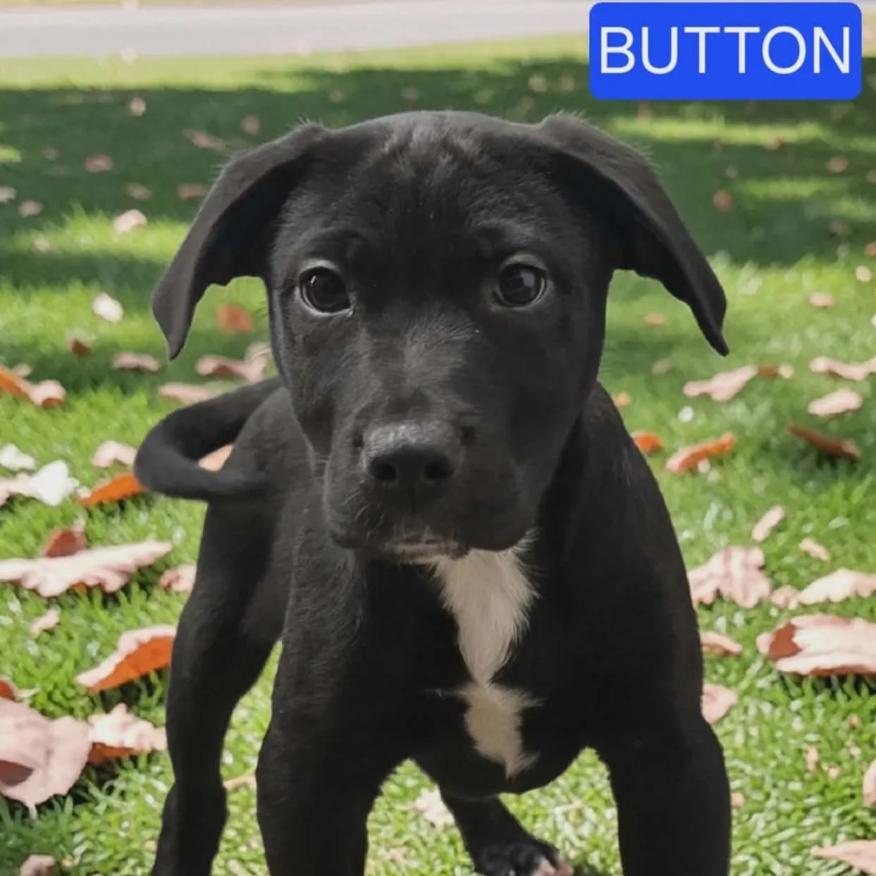 Button - Fern Puppies