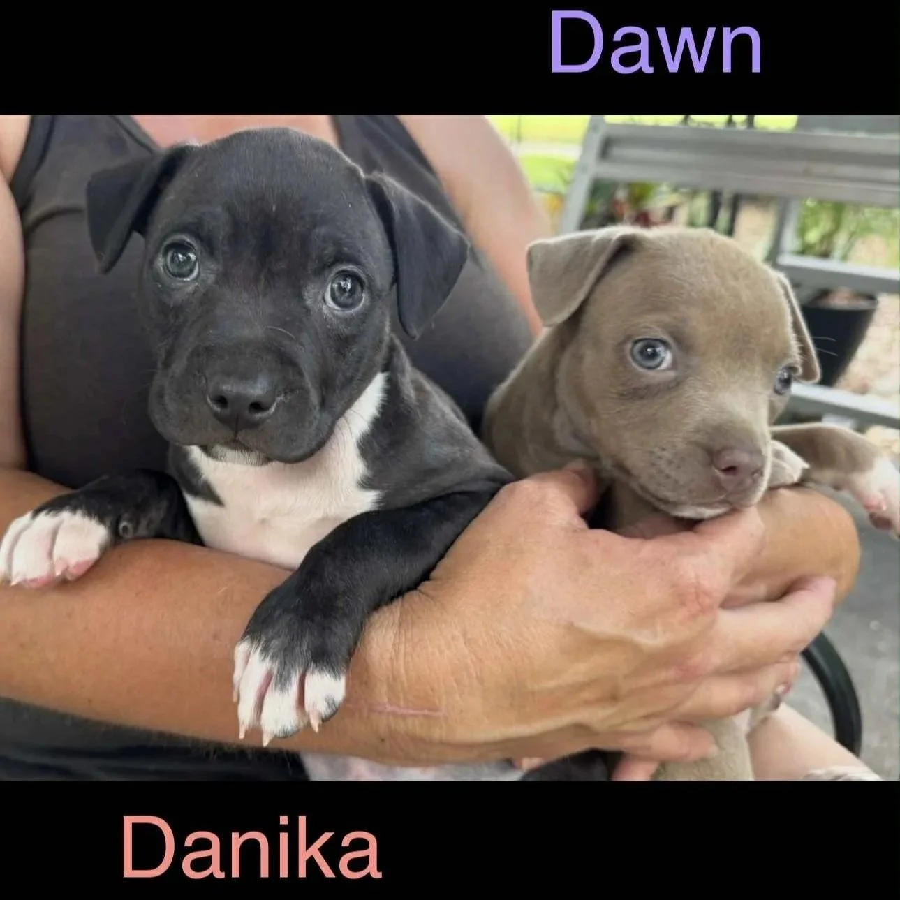 Dawn+and+Dankia3.jpg