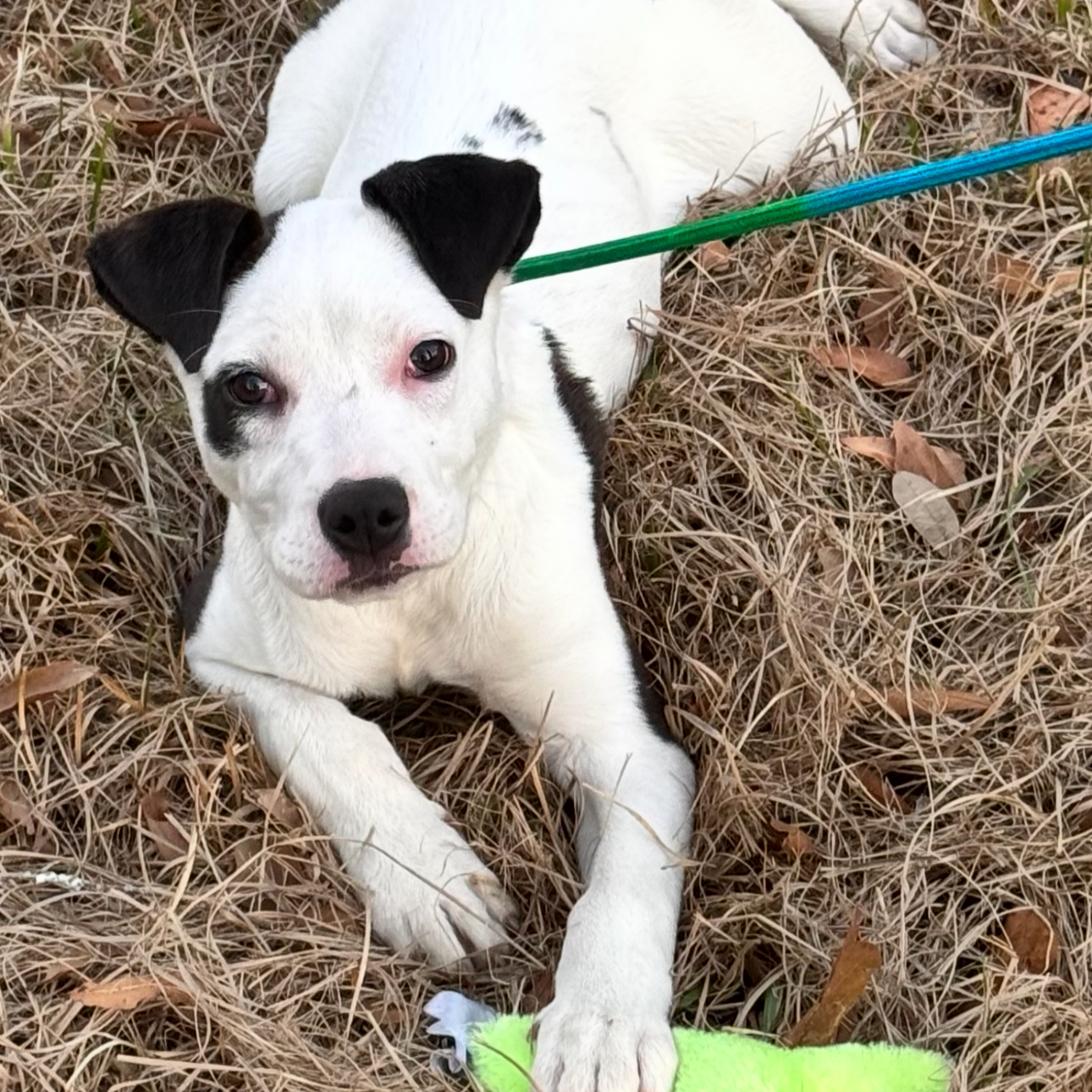 Jewel - The J Puppies