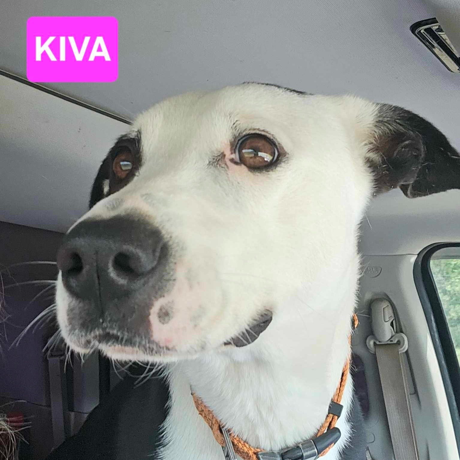 Kiva4.jpg