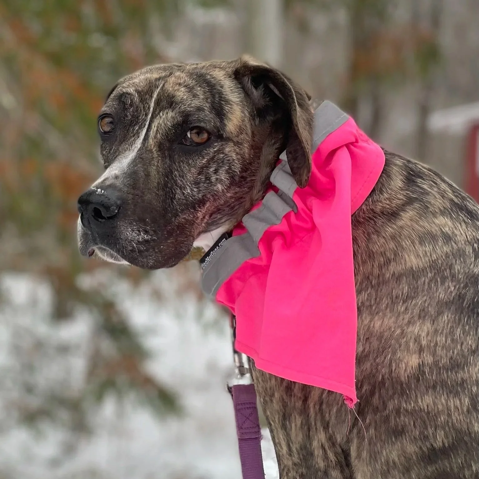 Tovah - Courtesy Post - Available to Meet in Vermont