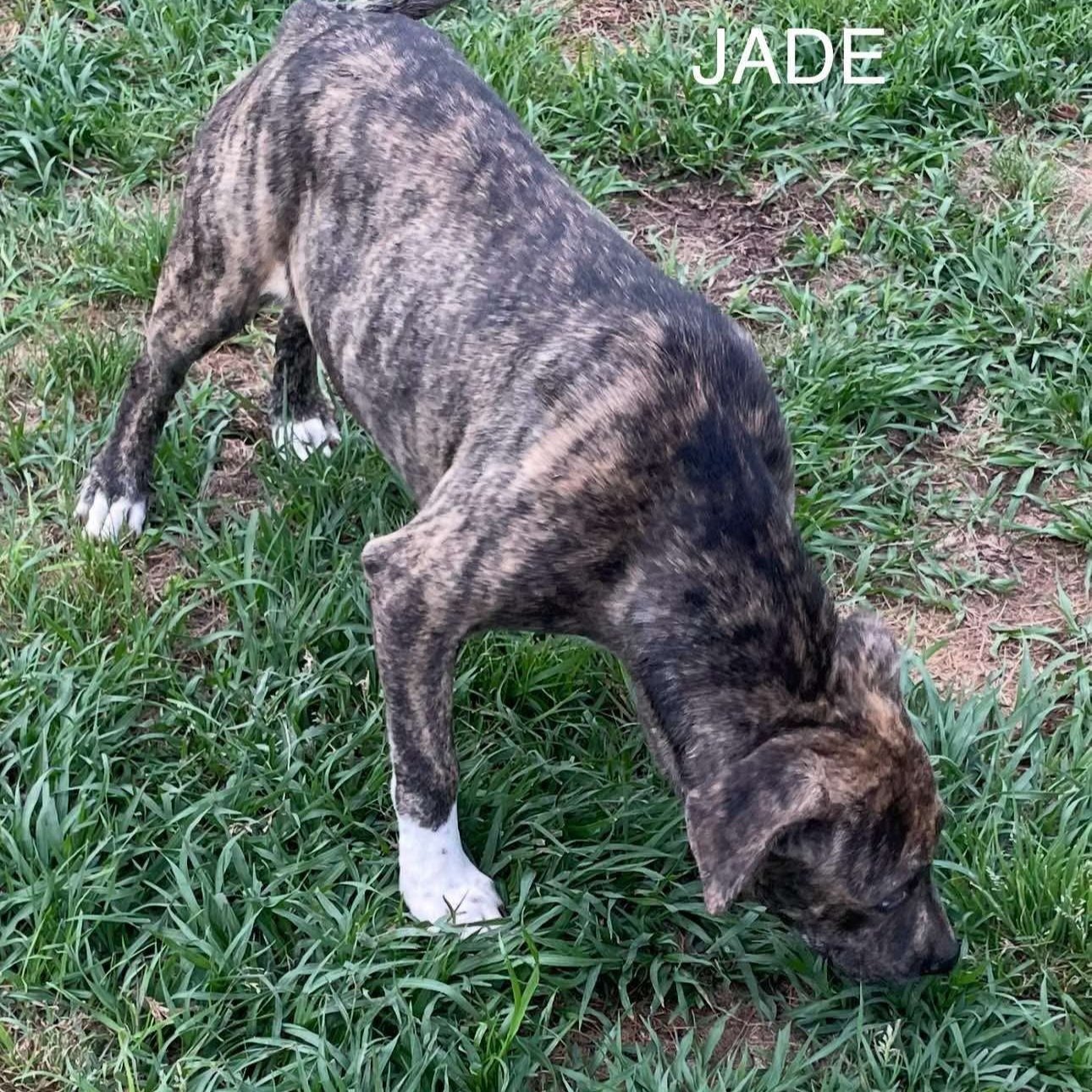Jade3.jpg