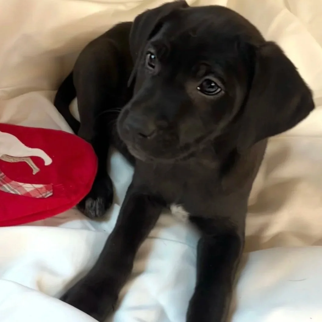 Raven - The Licorice Litter