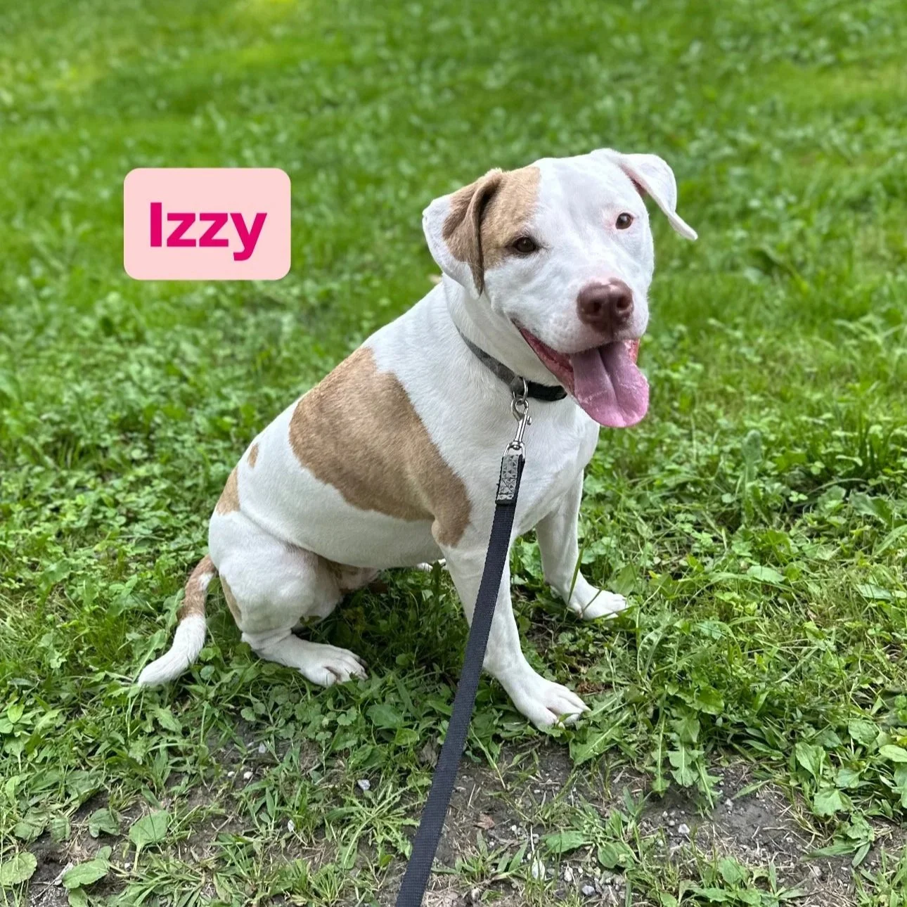 Izzy1.jpg