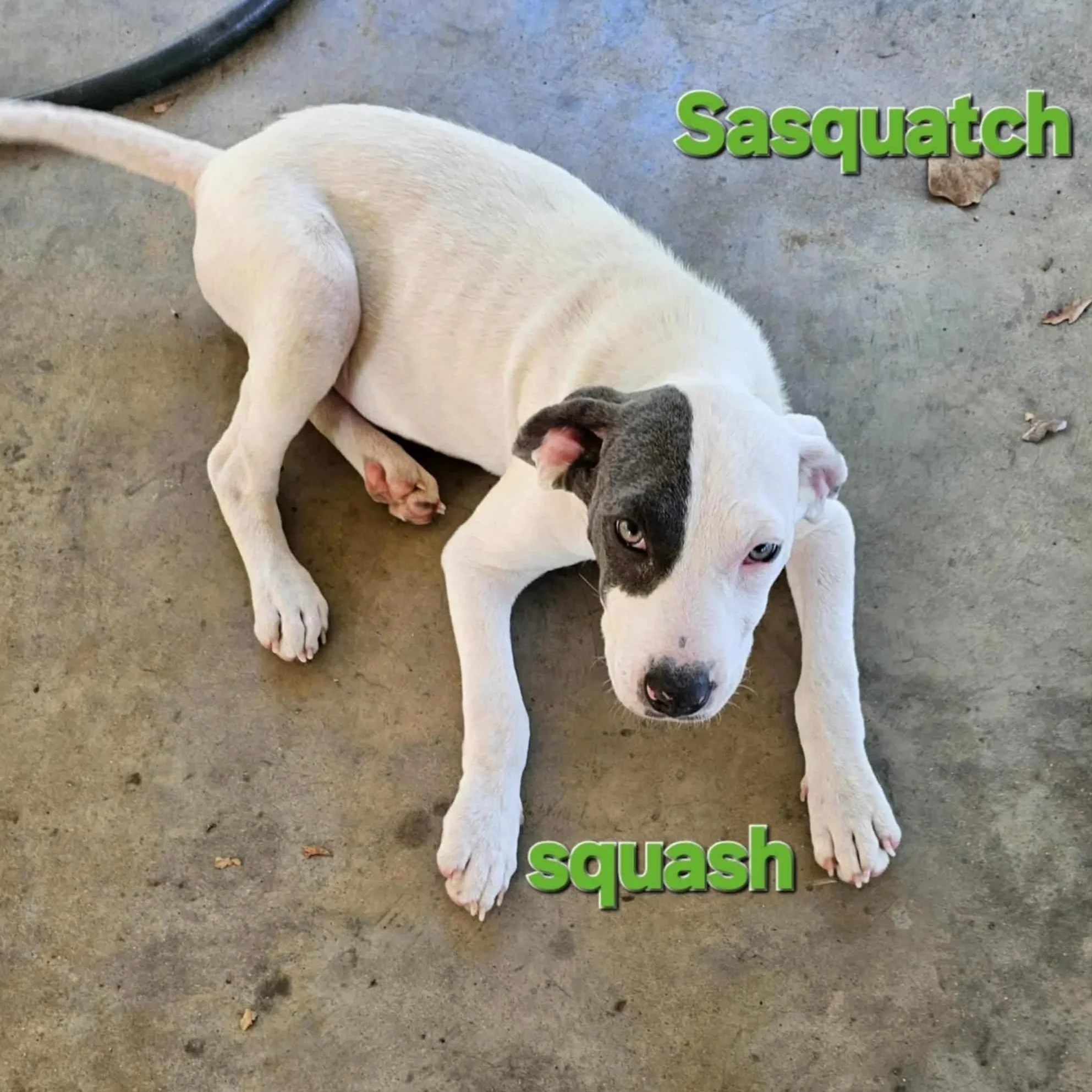 Squash2.jpg