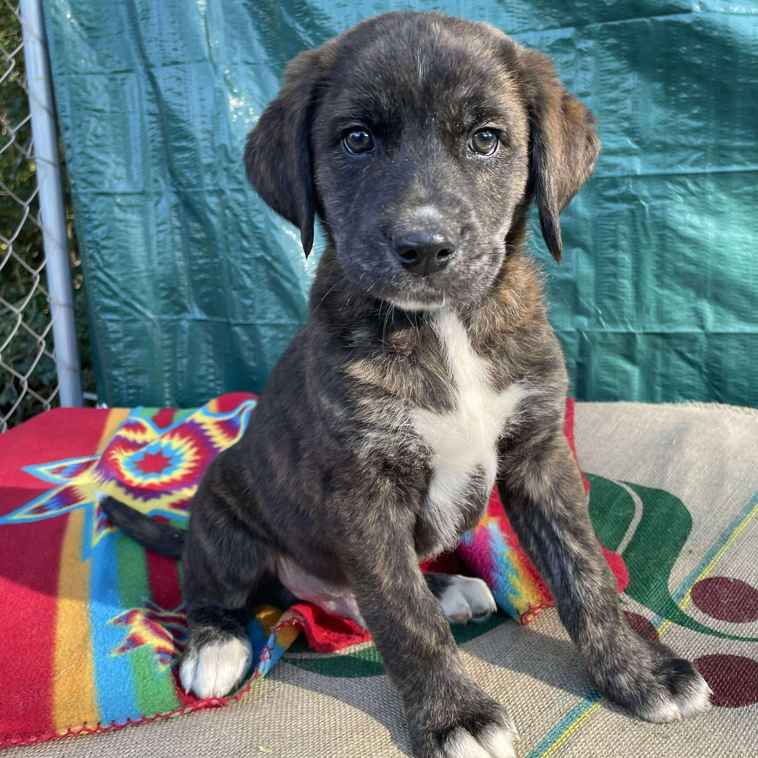 Sampson - The Victorian 10