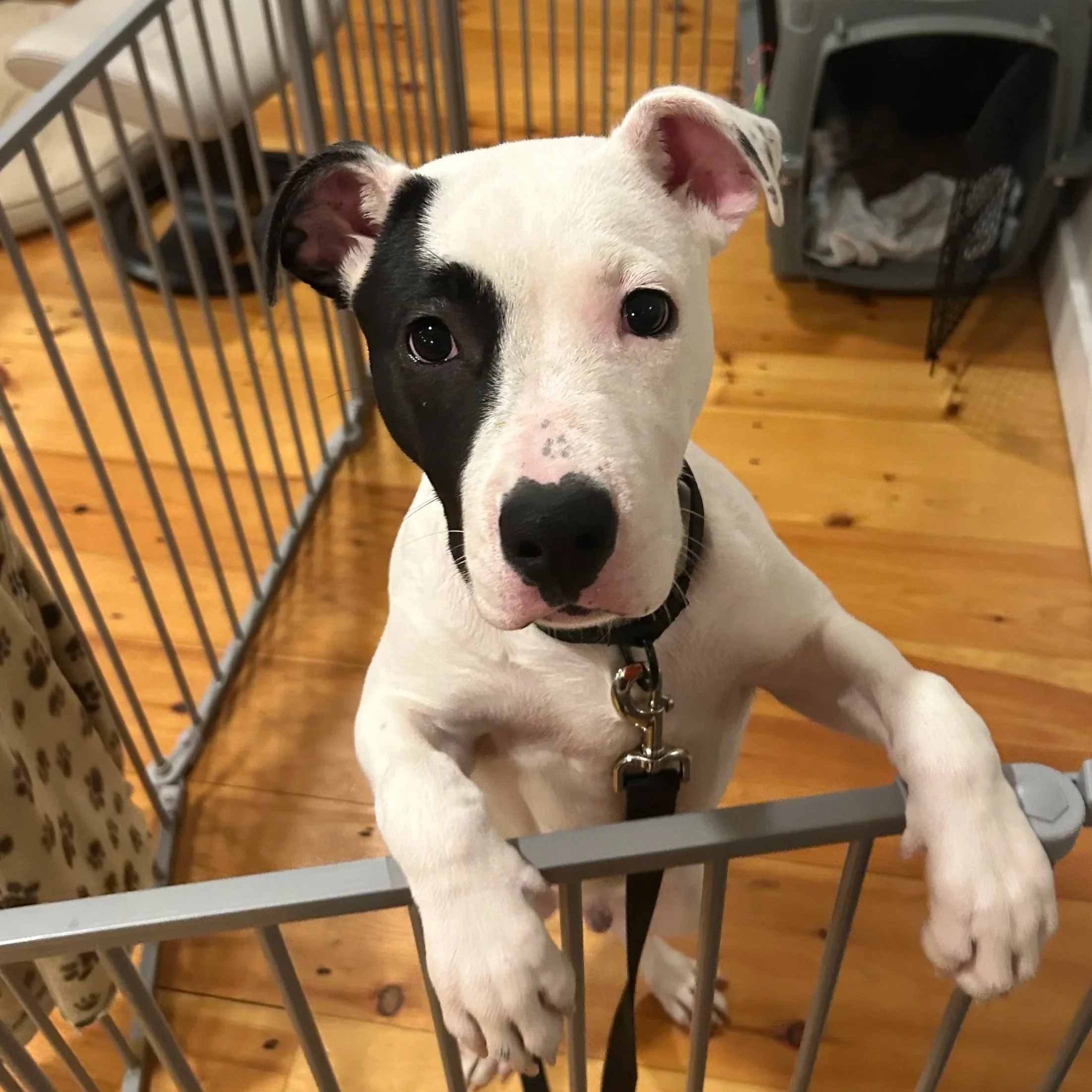 Kemba - Available to Meet in Vermont